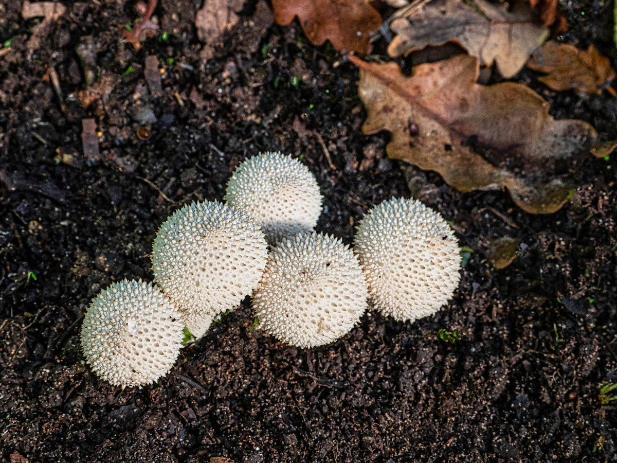 9 Small puff balls